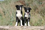 BORDER COLLIE 314